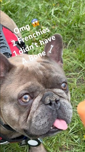 OMG 2 FRENCHIES 1 DIDNT HAVE A BONE FRENCH BULLDOG #frenchbulldog #frenchbulldoglife