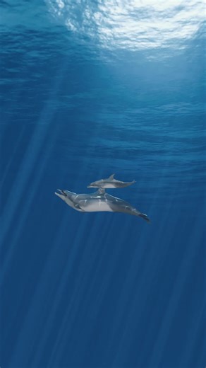 Rescue Efforts for Stranded Baby Dolphin