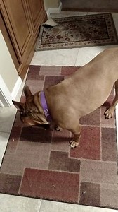 154 reactions · 22 comments | Tess here. You see daddy was late for dinners! I reminded hims that I was hungries. I was singin' for my supper. I thinks he got the message. | Jack Dainels Tails | Facebook