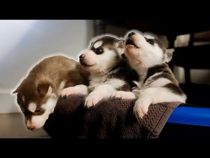 Husky Puppies Howling