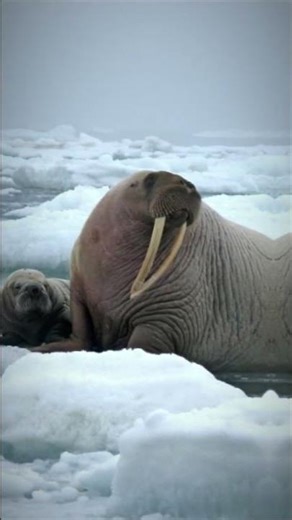 Walruses Use Their Tusks for Everything #walrus #animalfacts