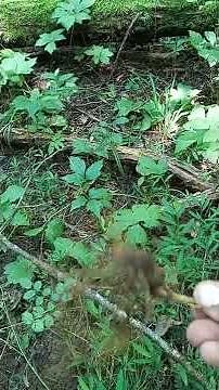 how to dig and identify Yellow root/Golden seal