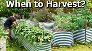 Mark’s 5 essential tips for perfectly harvesting fruits & veggies!