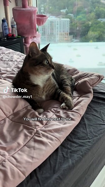 Always by My Side: The Loyal Cat Companion