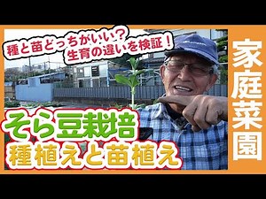 家庭菜園でそら豆栽培を絶対成功させたい！そら豆は植え付け時期が超重要！栽培スケジュールや種まきと苗植えポイントを徹底解説！【農家直伝】