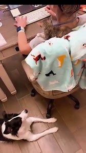 The Ultimate Case of "Feline Paralysis" (situation where you cannot move due to a presence of a cat) KitKat started out as a timid and aloof baby. I spent more one-on-one to help her come out of her shell. She loves staying on my lap, looks for me, and gives me little kisses. Now, she discovered a new spot to chill! Her personality is coming out. She's just the sweetest little candy bar! | Bordernerd