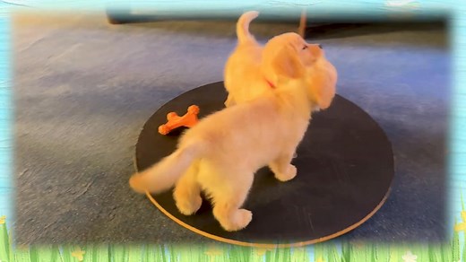 Spring is a season of growth and new beginnings—a time when flowers bloom, birds sing songs of joy, and life stirs in every corner of creation. It’s a season that reflects God’s promise of renewal and hope. What better way to celebrate than by welcoming three new precious pups into the LCC K-9 Comfort Dog family? Each one carries a special name and a verse that reflects their purpose and character. Sarah Comfort Dog “For the word of the Lord is right and true; he is faithful in all he does.”Psal