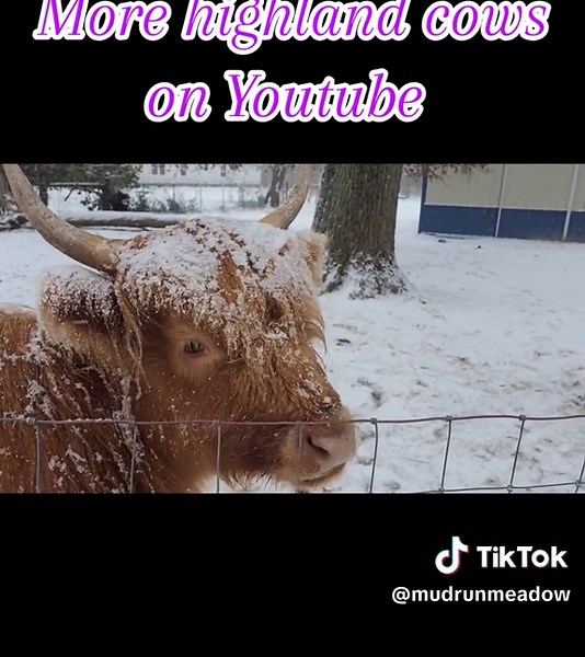 Delicious Highland Cow Treats ASMR Experience
