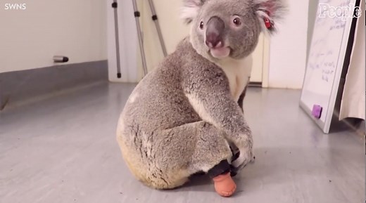 Triumph the koala is back on his feet with the help of a prosthetic foot. ❤️ | People