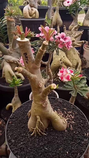 Adenium Grafting Tips for Beginners #adenium #desertrose #rosadodeserto Adenium Grafting Tips for Beginners provides simple and effective guidance for anyone who wants to start grafting Desert Rose plants. This description covers the basic techniques, the tools you need, how to choose healthy scions and rootstocks, and the best practices to ensure successful growth. Perfect for beginners who want faster flowering, unique varieties, and stronger Adenium plants. WhatsApp 085727565363 #Adenium #Des