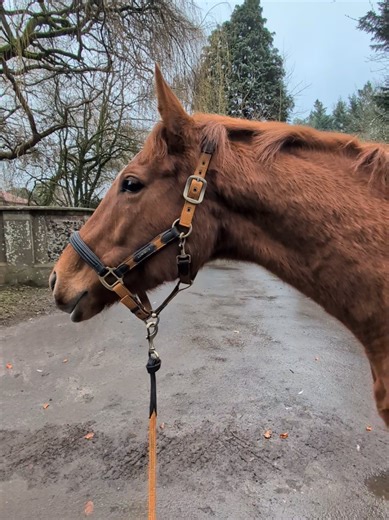 walking your horse is great for relationship building, confidence boosting, gentle exercise and strengthening and movement (especially when turnout can be restricted this time of year). Dont underestimated how important movement is for your horses body. Horses are designed to move! It's mad that so many of us feel embarrassed to do this. But it's genuinely a great way to bond and train without even realising it.