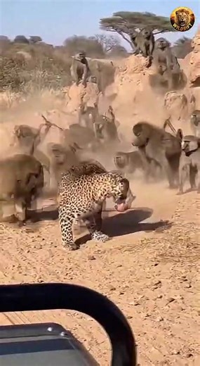 Baboons Battle Leopards in Animal Showdown