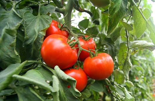 9 Common Tomato Growing Mistakes That Can Ruin Your Harvest