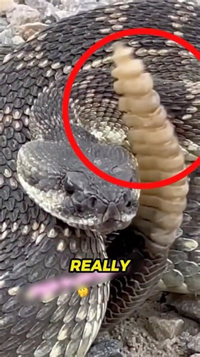 The Terrifying Secret Behind a Rattlesnake’s Rattle! 🐍😱