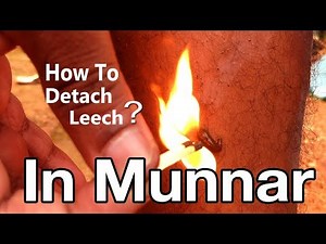 leeches on people - people with leeches on them - in munnar