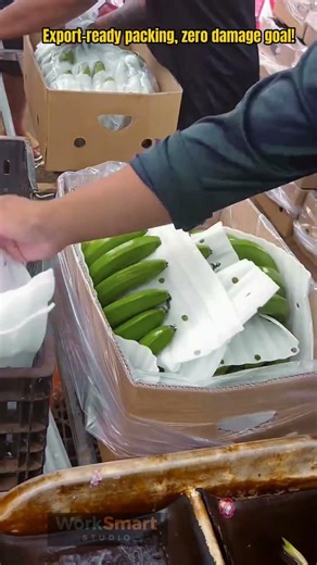 Banana Export Packaging by Skilled Worker : Wrapping and Box Filling Process