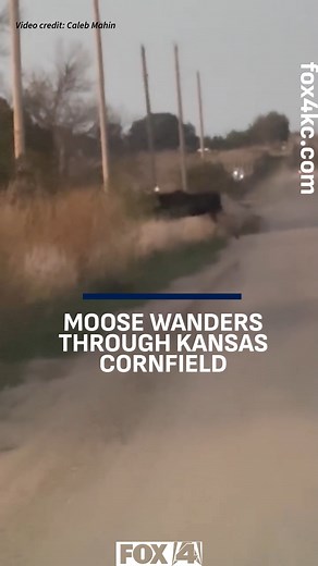 1.1M views · 10K reactions | A moose is on the loose in Kansas! A moose was spotted wandering through a cornfield in North Central Kansas on Wednesday evening. #Kansas #moose #KansasNews #KansasCitynews #fox4kc | FOX4 News Kansas City | Facebook