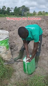 Desormais avant de planter les boutures de manioc,tremper les d'abord. | KODAC Manager