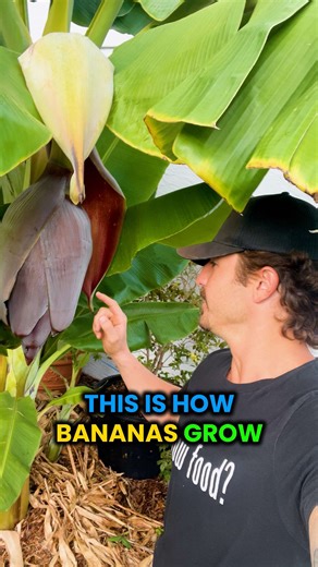 How Bananas Grow: Understanding the Banana Life Cycle