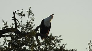 The iconic call of the Fish Eagle in the Kruger National Park: https://bit.ly/2WIgNfD #LiveYourWild | South African National Parks