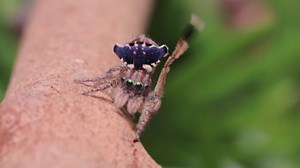 The courtship display of Maratus constellatus. As you can see the male is constantly on the move, making filming quite challenging. The background noise are cicadas. You may want to switch off the sound if it is too annoying. | Peacock Spider