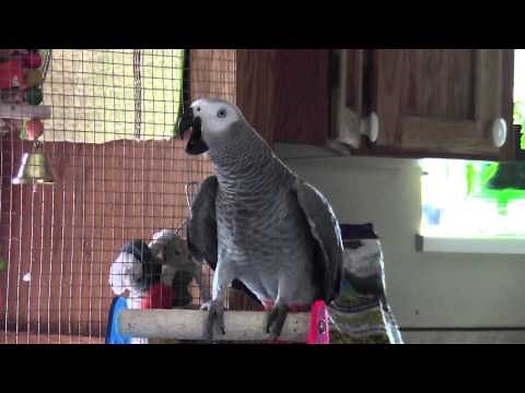Evil parrot laugh and cursing