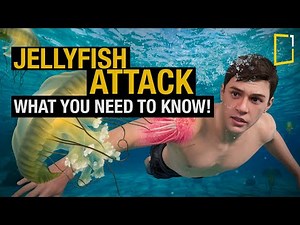 The Shocking Truth About Jellyfish Stings and How to Avoid Them!