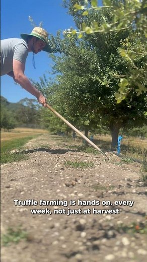 Real Truffle Farming: The Weekly Work Nobody Sees