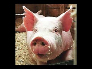 07 Pigs (Grunt and Squeal) (Sound)