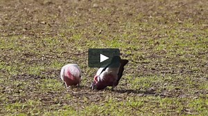 The mating dance of the Galah