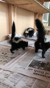 7.4K views · 676 reactions | Stomping Sunday! These little skunks are learning how to communicate with each other, which they can do by stomping, vocalizing, and flicking their tail. These are all warning signs skunks use before they spray. So avoid these signs before it turns into Stinky Sunday! | WildCareOklahoma | Facebook