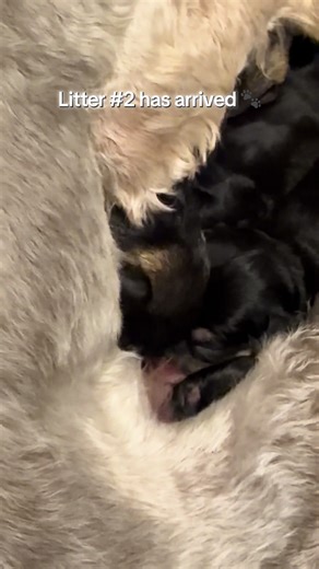 Litter #2 of Miniature Schnauzers is Here!