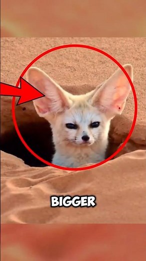 Why Does This Tiny Fox Have Giant Ears? 🤯 #shorts