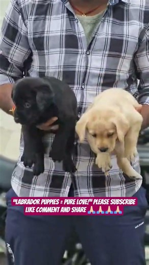 Labrador Puppies – Cute, Smart & Family Friendly 🐶❤️ #shorts #ashishsaxena