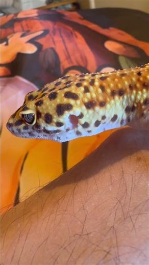 This Leopard Gecko Has INSANE Pattern & Colour 🔥 | Denbo Geckos