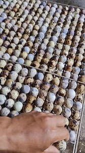 Fertile quail eggs for incubation. #QuailRaiser #QuailFarming #QuailBusiness #QuailRaising #pugo #quail | City Quails