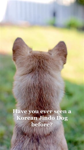 Discover the Unique Jindo Dog Breed: A National Treasure