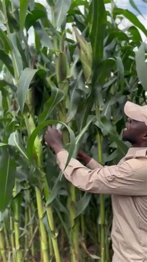 Exploring Youth Farmers in Agriculture Innovations