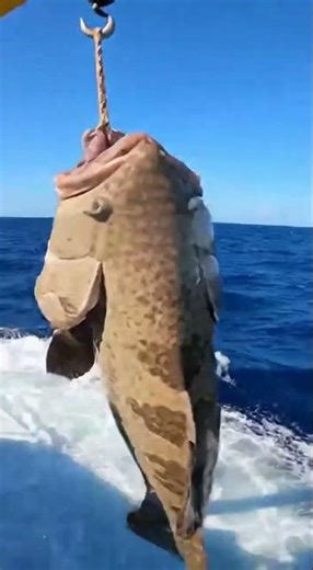 😱 Massive Great White Shark Breaches and Slams Boat While Biting Giant Grouper