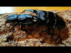 [最強対最強]パラワンオオヒラタクワガタVSスマトラオオヒラタクワガタ