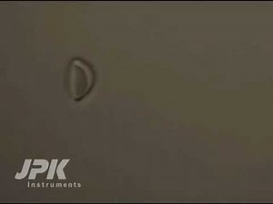 Optical Tweezers - Red Blood Cell Manipulation