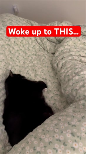 He takes up half the bed #petowners #catshorts #funnycats