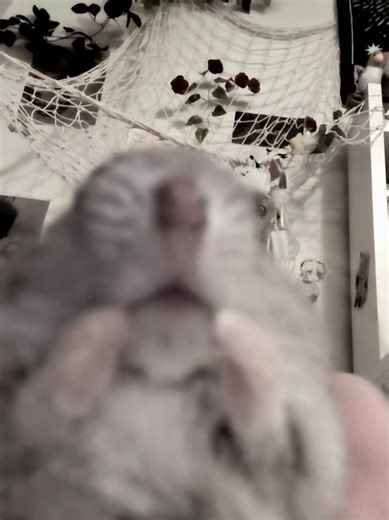 Tips for Caring for Your Hamster