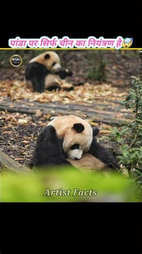 Only China Has Control Over Panda🤯||#shorts #facts #panda
