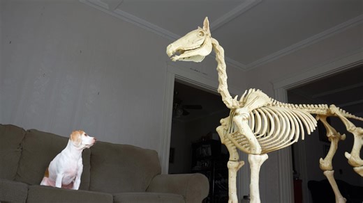 Halloween horse skeleton surprises curious dog