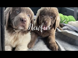 Bringing home two new puppies