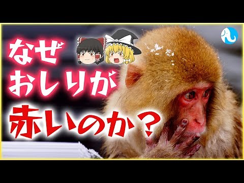 Why Are Monkeys' Butts Red? [Yukkuri Commentary]