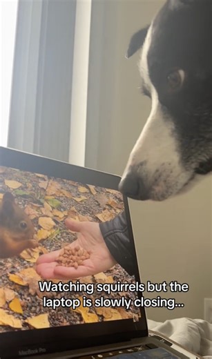 289K views · 3.3K reactions | LOOK, A SQUIRREL | Furry Tails | Facebook