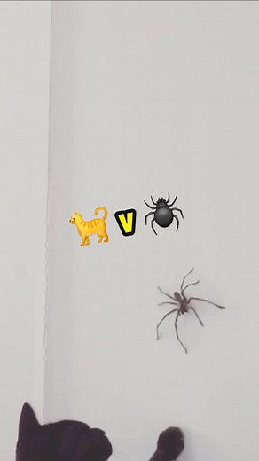 The Spider vs The Cat: Epic Showdown of the Furry and Eight-Legged 🐈🕷