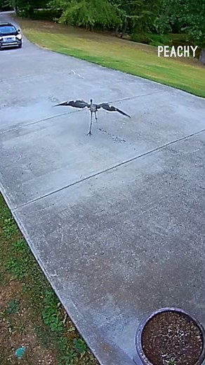 Ever seen a bird body guard? 🤣 #bird #fail #funny #reels | Peachy